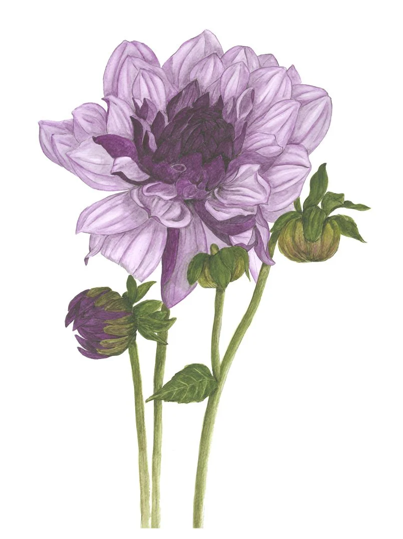 絵画　Dahlia Dahlia(2024) by 楢崎恵美／EMMI NARASAKI | 現代アートの販売